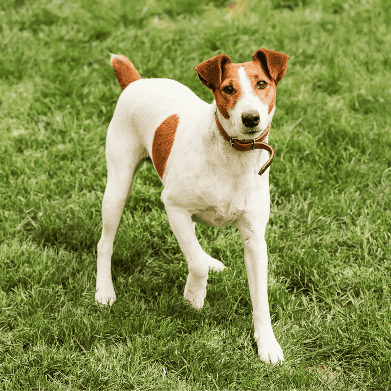 Adorable Jack Russell with brown markings on a lush green lawn, looking curiously at the camera.
