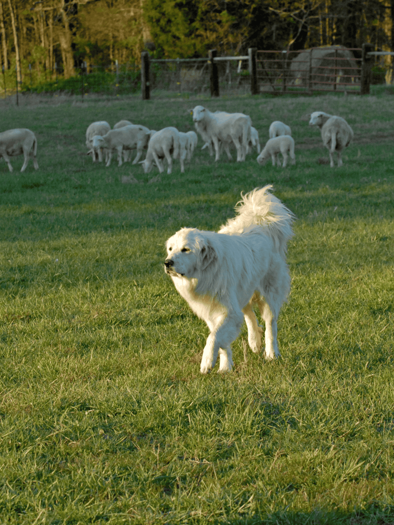 Dog herding sheep in grassy field, natural outdoor scene.
