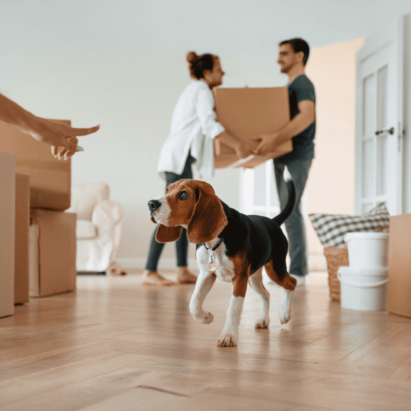 Dog being delivered to new home, with owners in background, close-up of playful Beagle puppy.