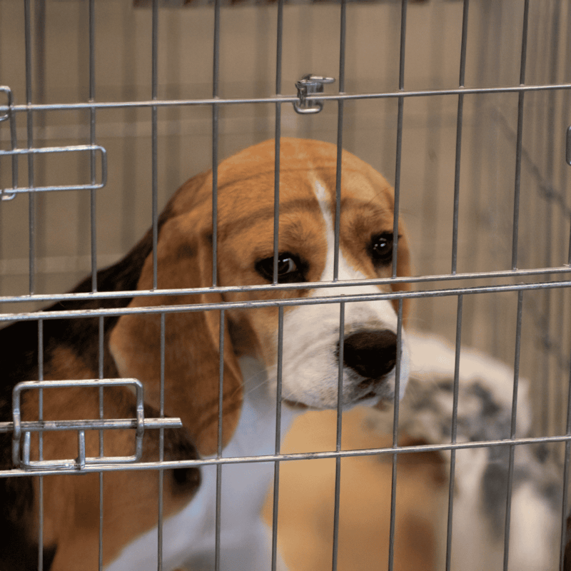 Dog shelter animal waiting adoption or rescue.