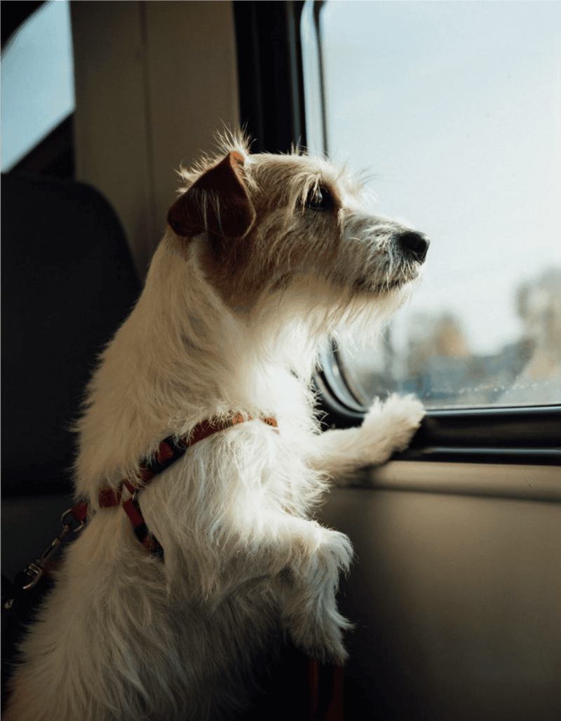 Adorable dog looking out the window, enjoying travel moments.