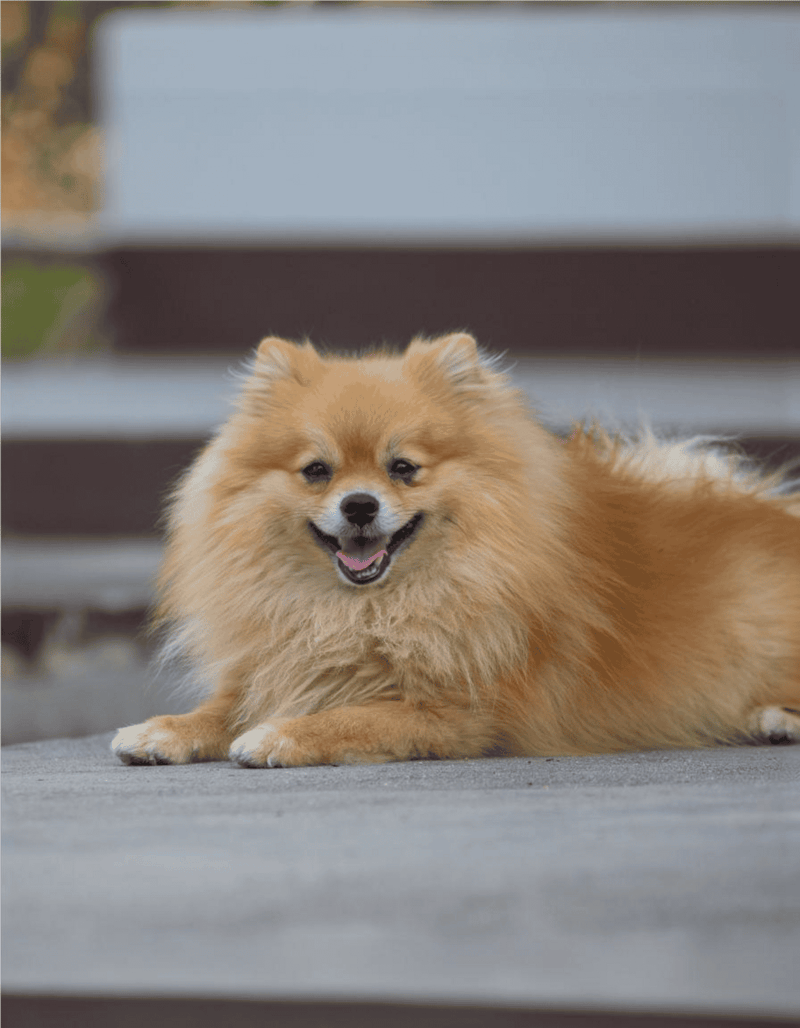 Cute Pomeranian dog lying on the ground, smiling and happy outdoors, perfect for dog lovers and pet care.