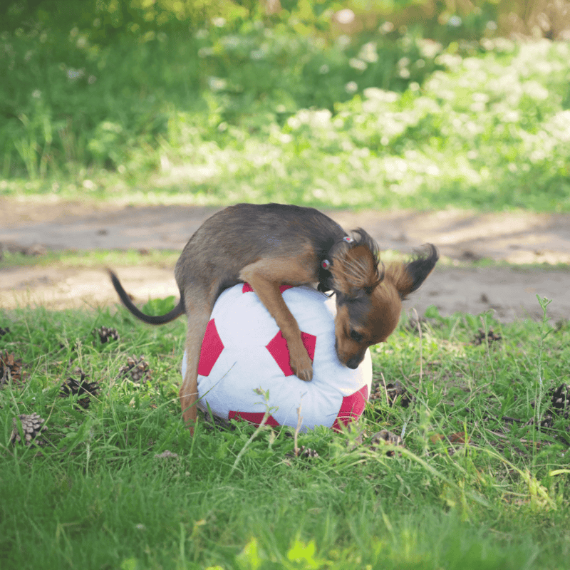 Cute puppy biting soccer ball in green park setting.