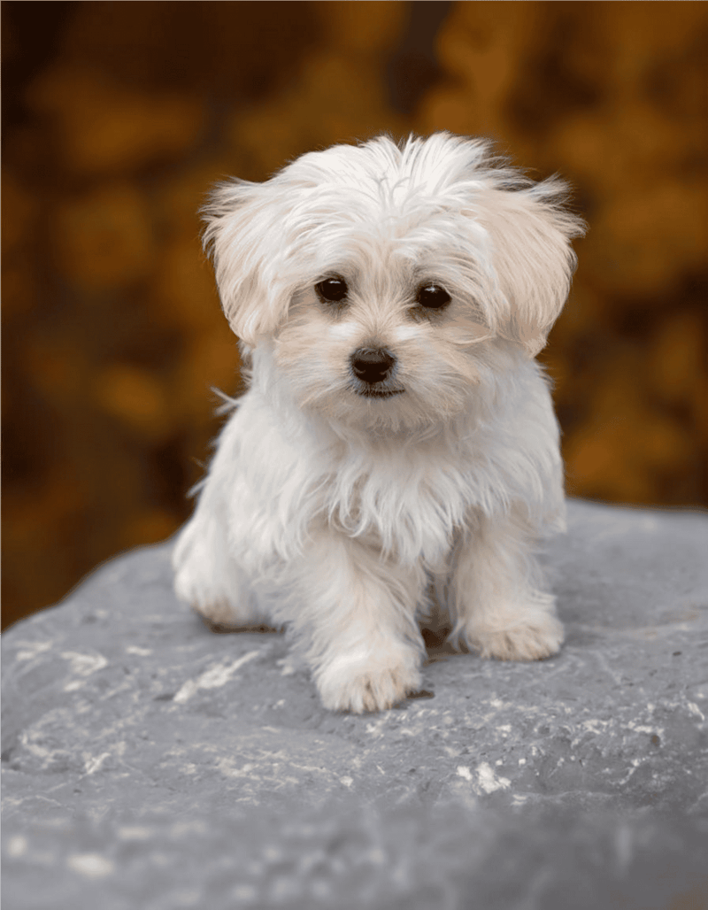 Cute white puppy sitting on rock with autumn background.