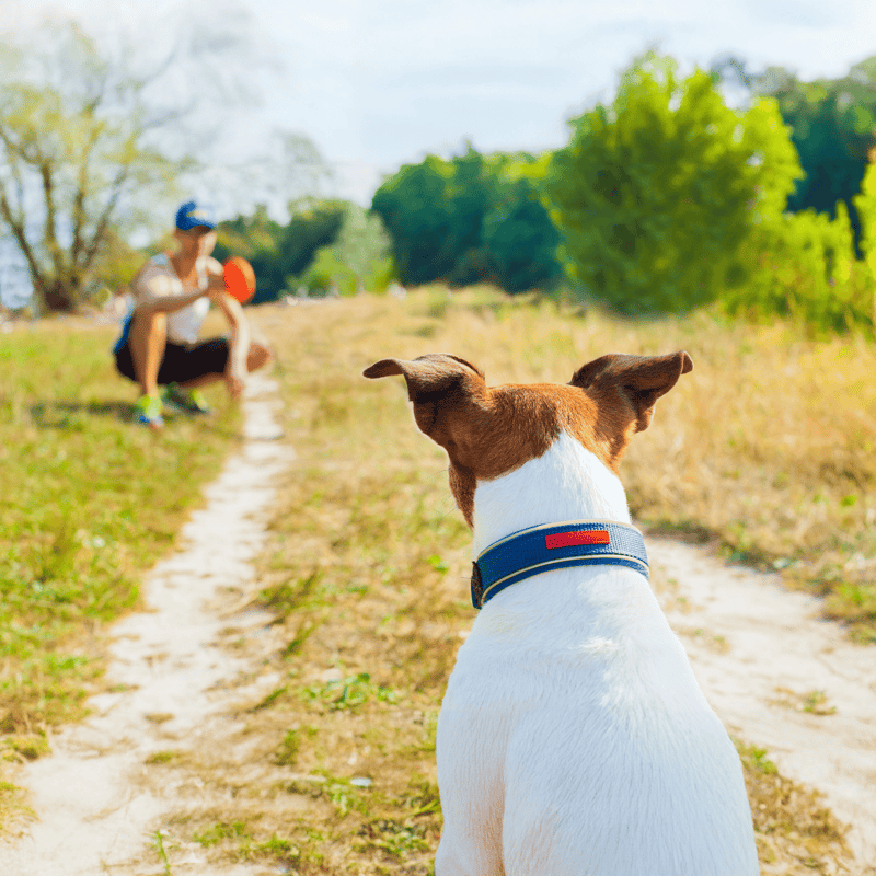 Dog training tips for pet owners on effective techniques and rewarding your dog.