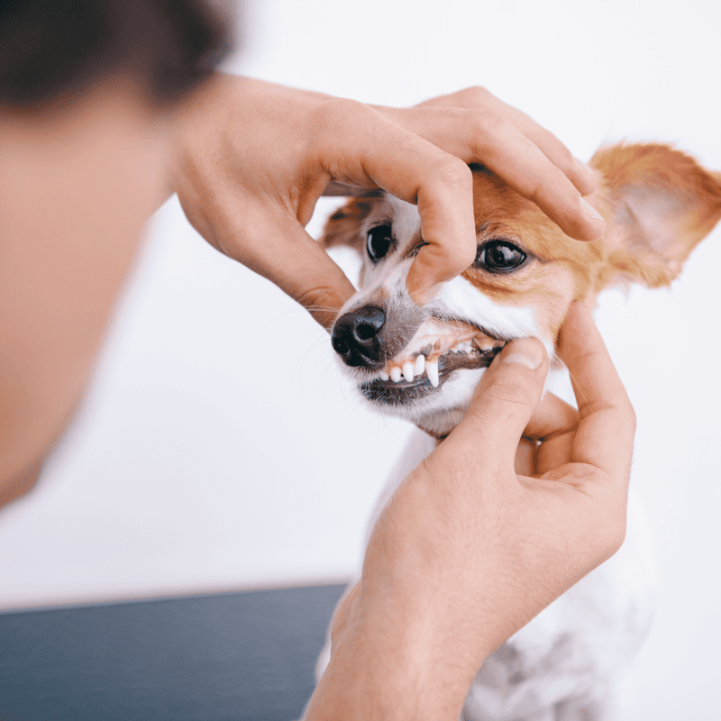 Close-up of a person inspecting a dog's teeth for dental issues.