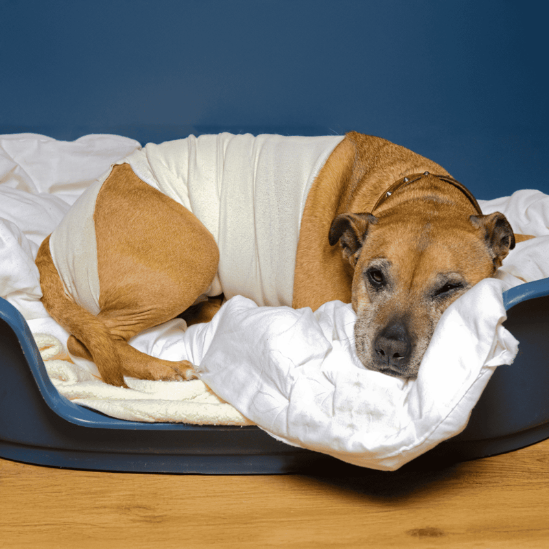 Dog resting with bandage, sleeping peacefully on bed.