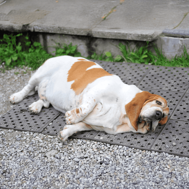 Comfortable dog resting on textured outdoor mat, enjoying a peaceful moment.