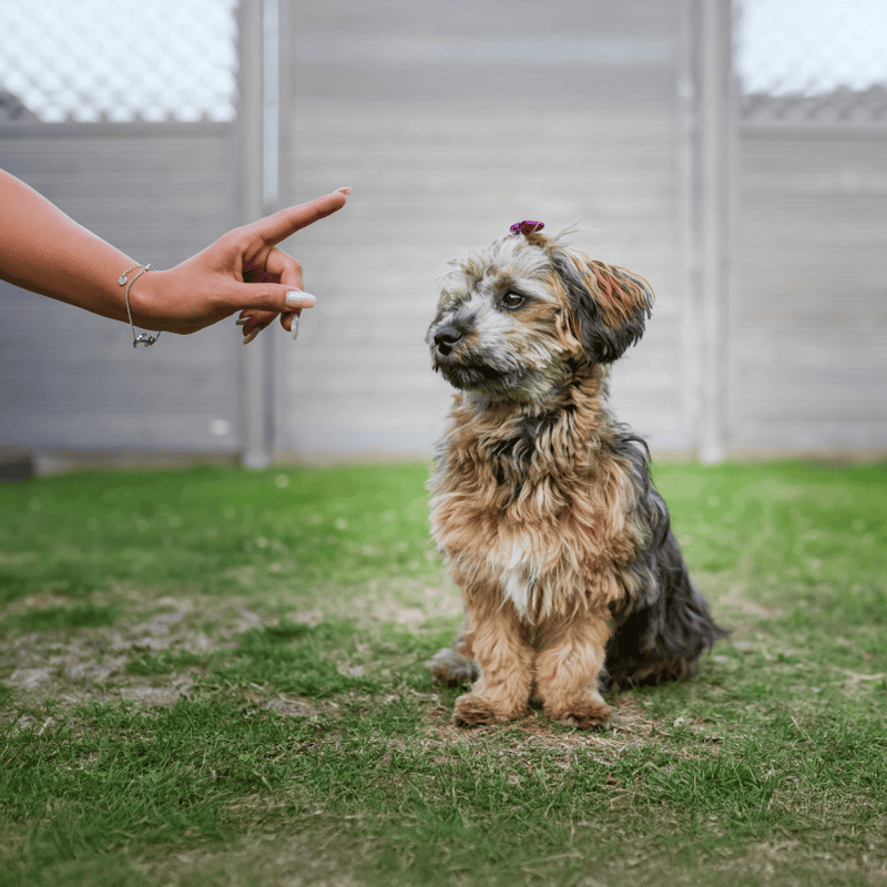 Cute puppy receiving training in backyard.