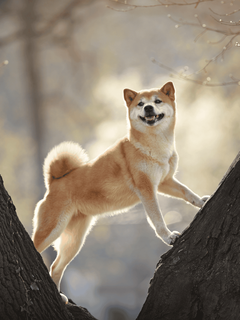 Playful Shiba Inu dog enjoying outdoor exploration, climbing tree in a scenic park setting.