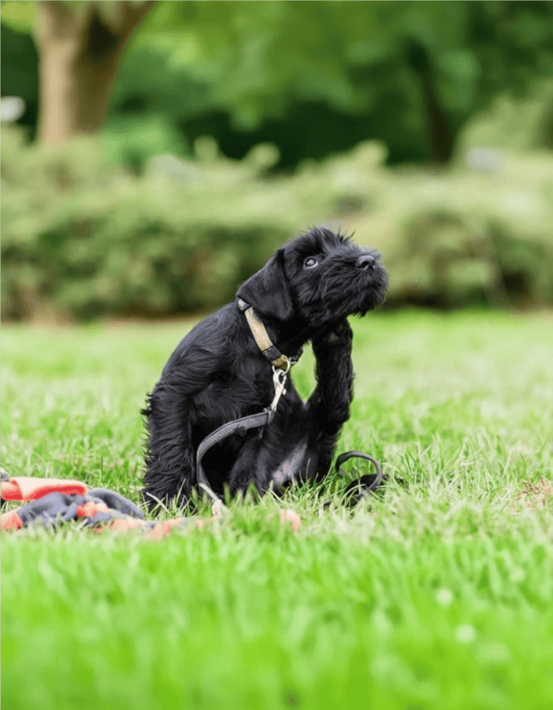 Cute black puppy sitting outdoors on lush green grass.