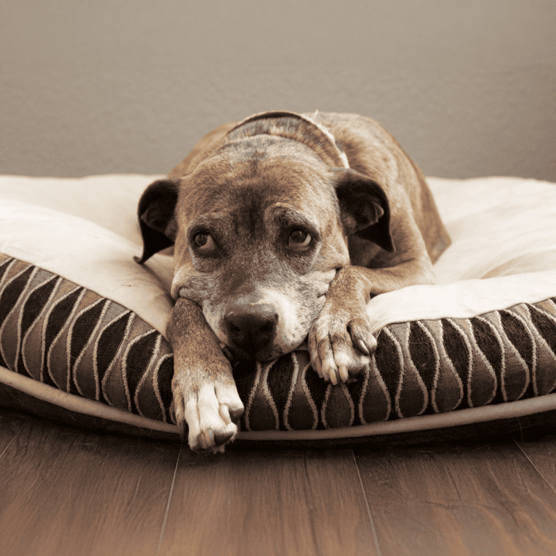 Adorable dog lying on a striped dog bed, looking sad and relaxed with a cozy blanket.