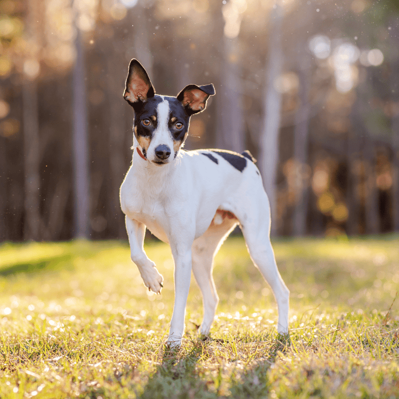 Adorable dog outdoors in natural light, representing pet grooming and health services on Dogfix.com.