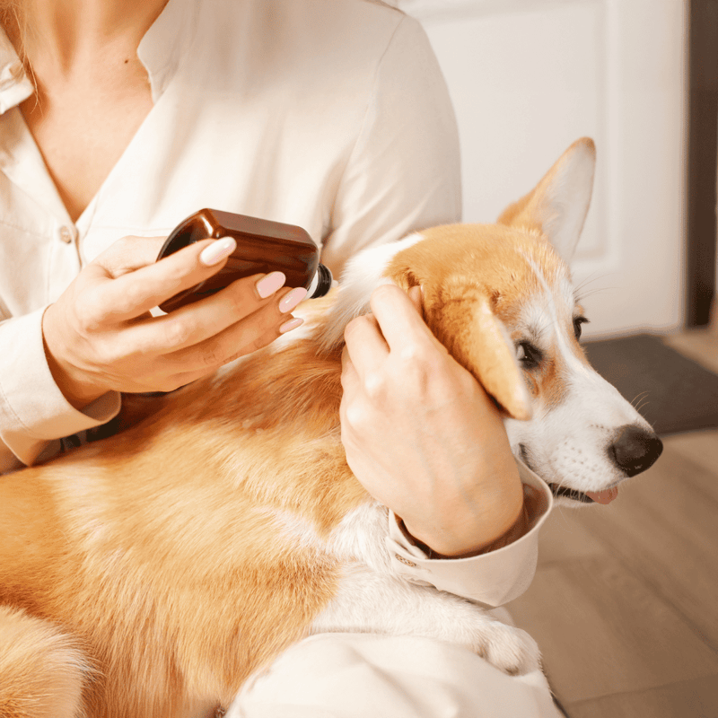 Dog being examined and receiving health treatment, pet wellness and veterinary services at Dogfix.com.