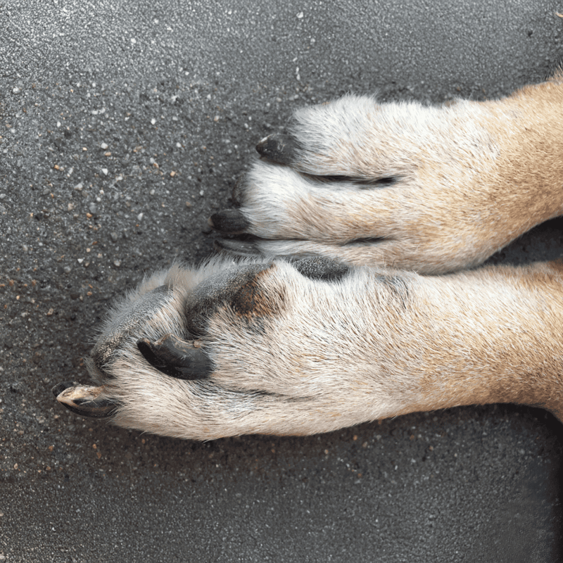 Close-up of dog paws with black nails and fur on a textured asphalt surface.