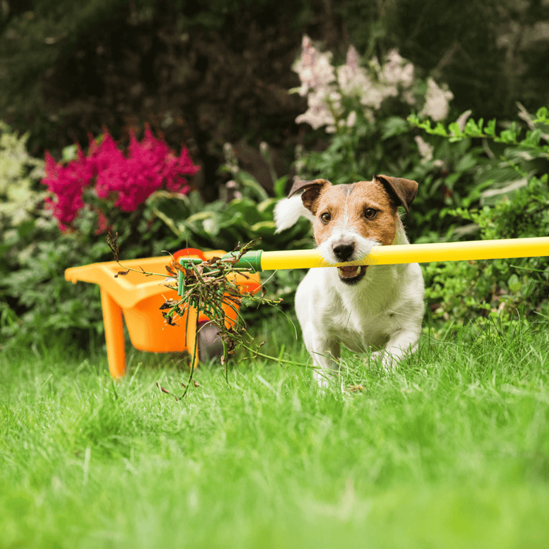 Dog in garden with rake and garden tools after digging or playing outdoors.