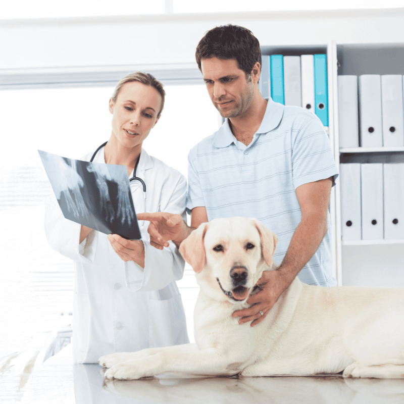 Detailed dog x-ray examination for health diagnostics.