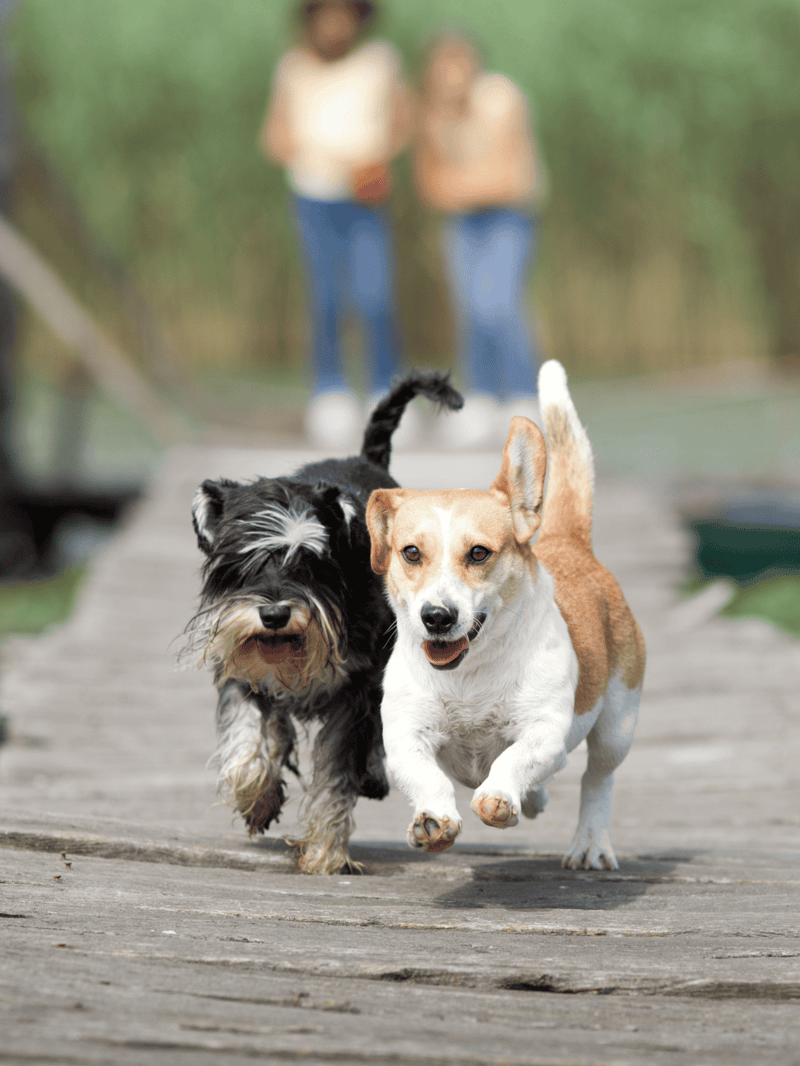 Joyful dogs playing vigorously on a wooden bridge in a park setting.
