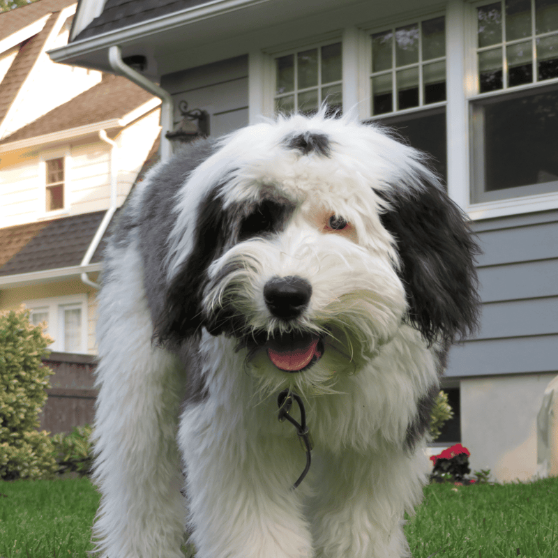 Bright and friendly Bernedoodle puppy with black, white, and gray fur, enjoying outdoor playtime on a sunny day near a suburban home.