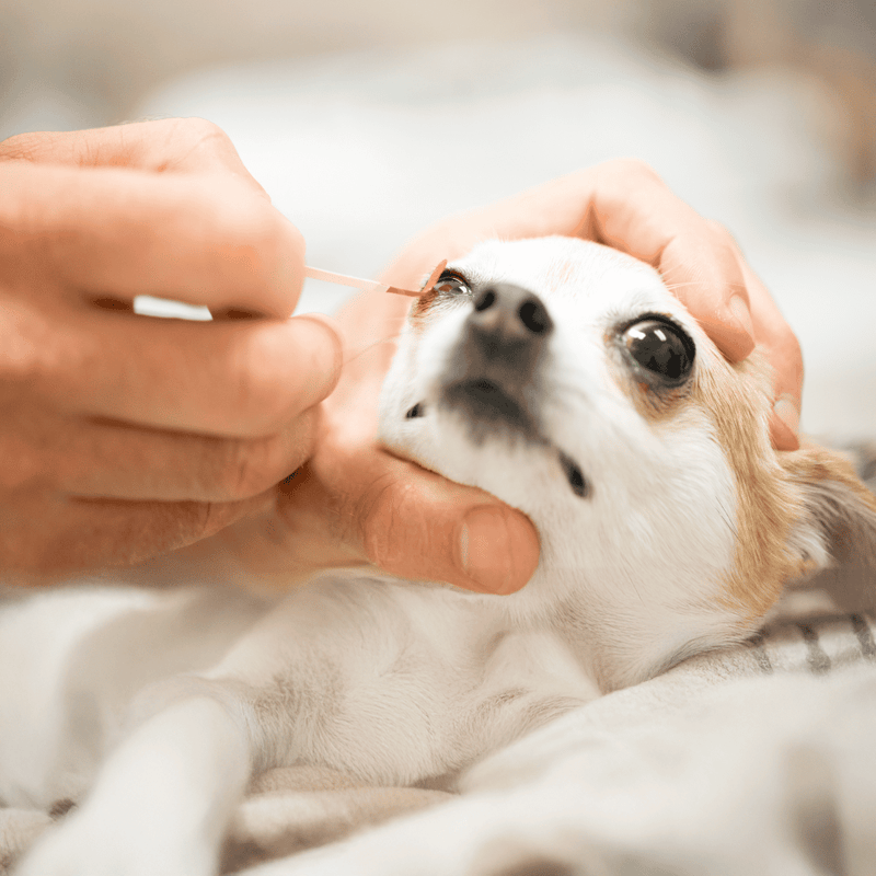 Dog receiving eye treatment at veterinary clinic.