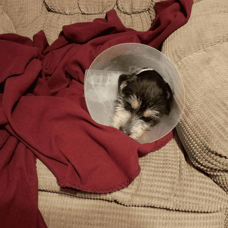 Adorable puppy resting with a protective cone on after vet visit. Calm and cozy in a warm home setting.