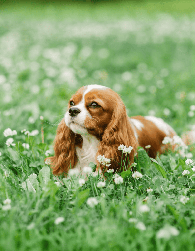 Adorable dog lying in lush green grass with white clover flowers, enjoying outdoor nature and fresh air.