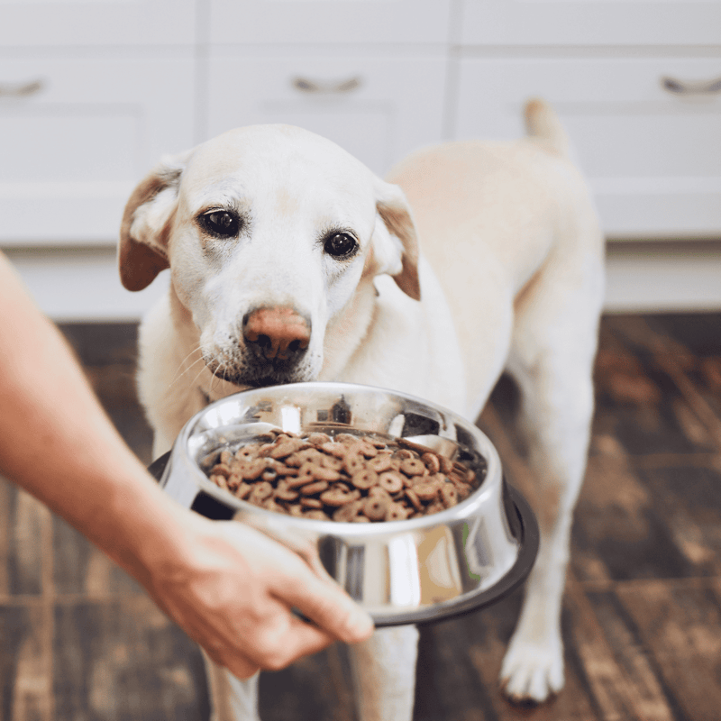 Dog feeding with healthy food bowl.