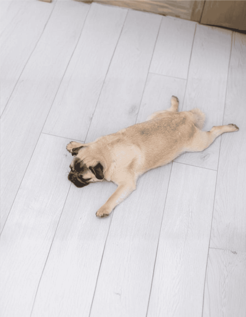 Adorable pug puppy lying on light hardwood floor in a relaxed pose.