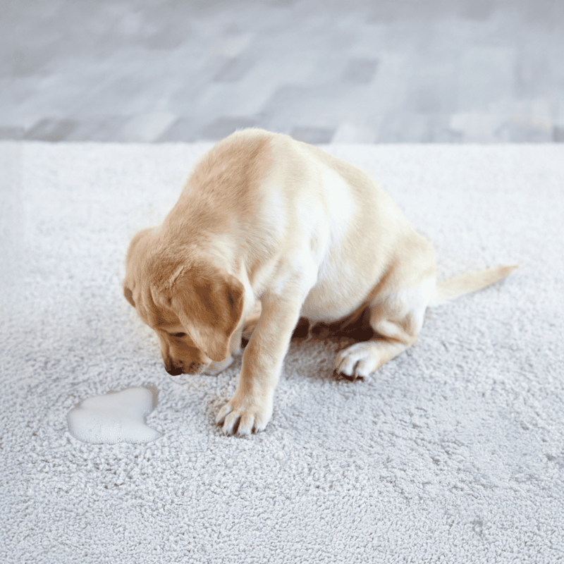 Adorable yellow Labrador puppy playing on soft carpet, drinking from water puddle.