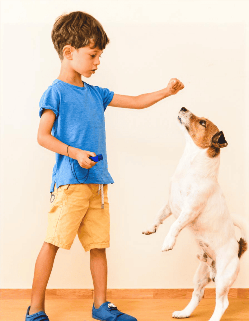 Young boy training Jack Russell terrier, dog obedience, behavior management, pet training, dog behavior correction.