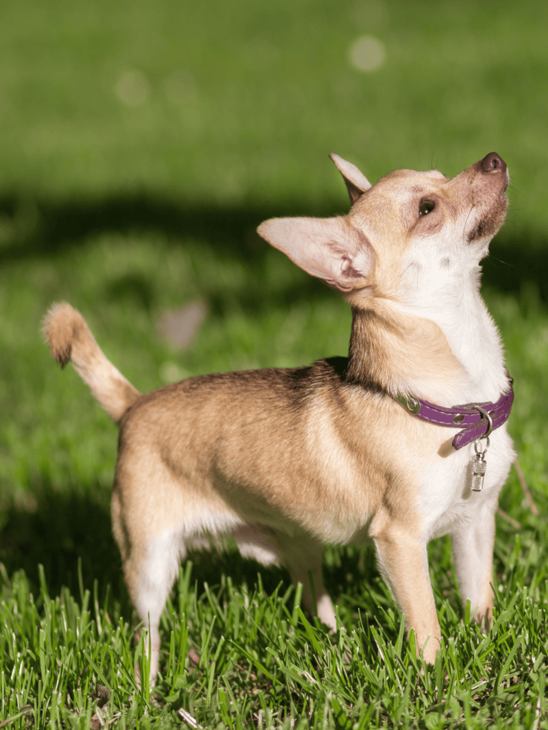 Dog looking up while standing on grass.