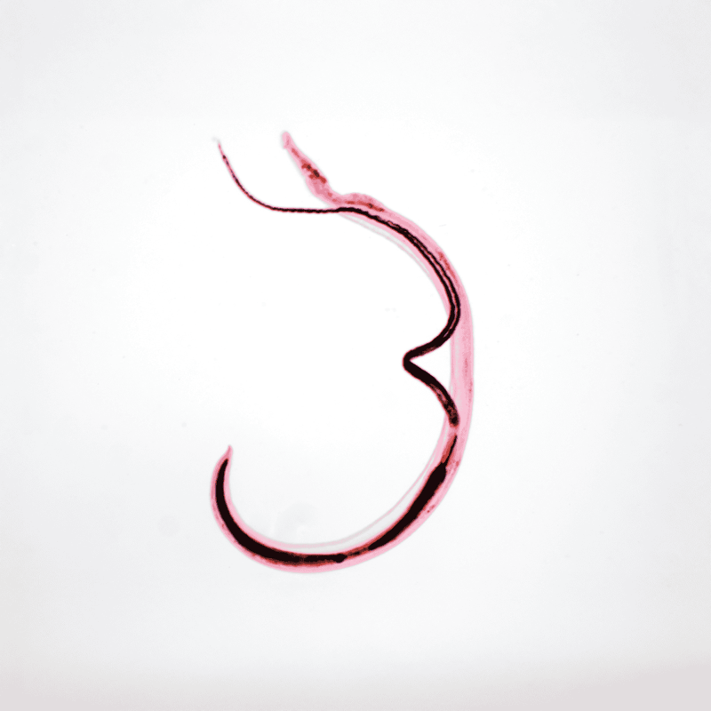 Detailed view of a veterinary surgical hook in pink and black on a white background.