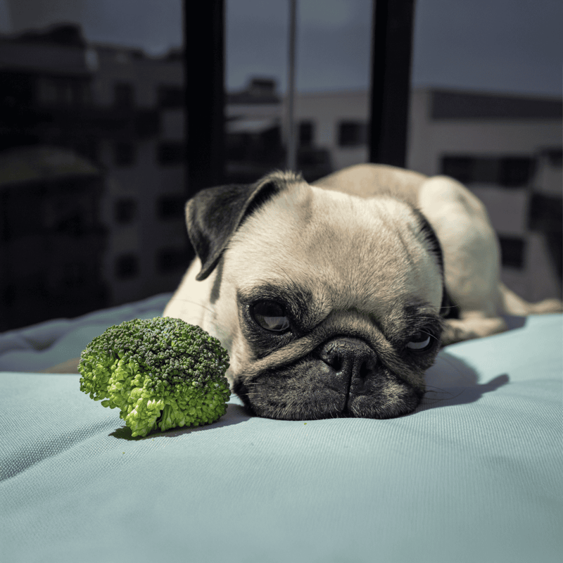 Adorable pug puppy relaxing on a bed with broccoli, perfect for pet care and dog health.