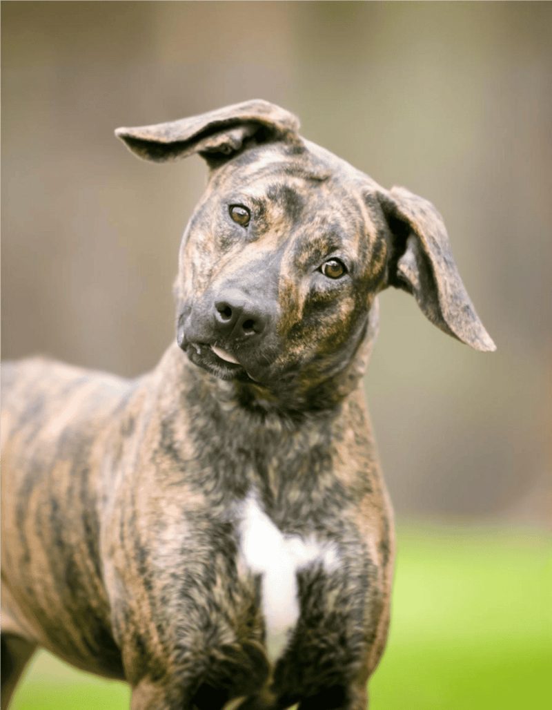 Brindle dog puppy with floppy ears, curious expression, and short coat, outdoor background.