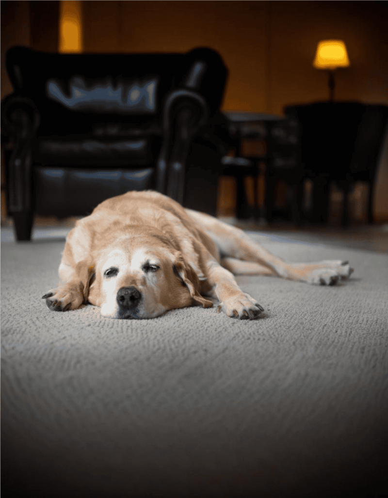 Dog resting peacefully indoors on carpet in cozy living room.