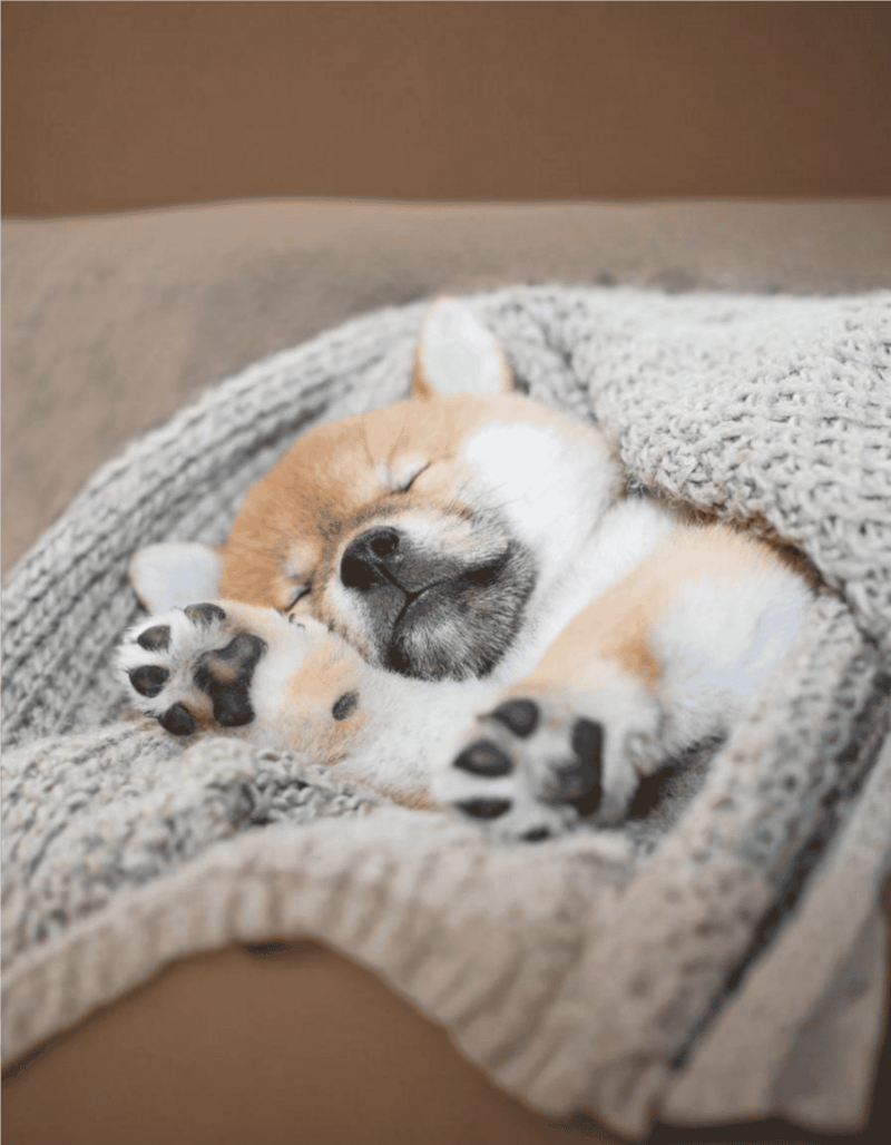 Adorable puppy peacefully sleeping on soft knit blanket for comfort and relaxation.