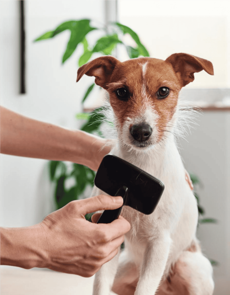 Close-up of cute puppy during health check at vet clinic.