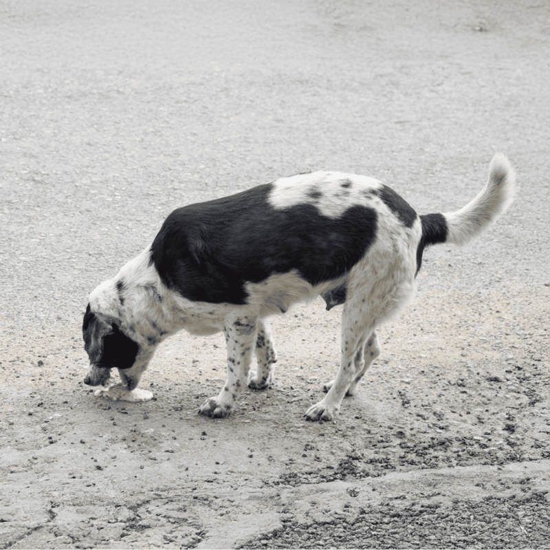 Adorable dog sniffing ground in outdoor setting, highlights pet curiosity and health.