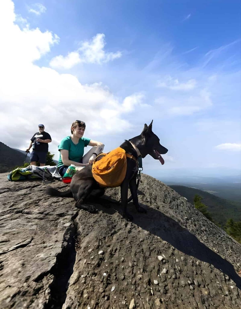 Outdoor dog trail, hike, and adventure with a service dog on scenic mountain top.