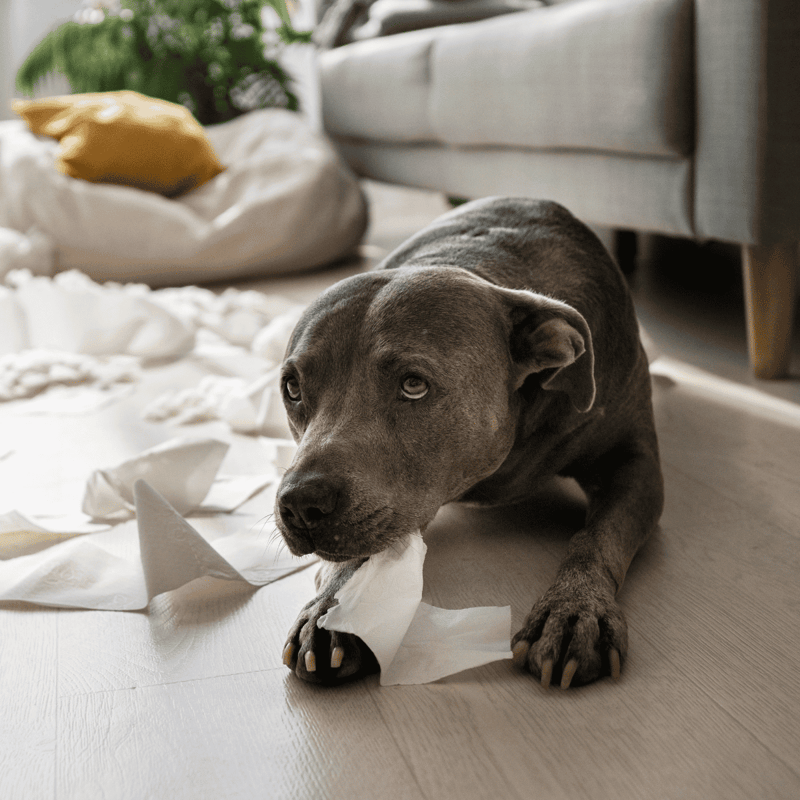 Dogdog chewing paper or tissue with curious and playful expression indoors.