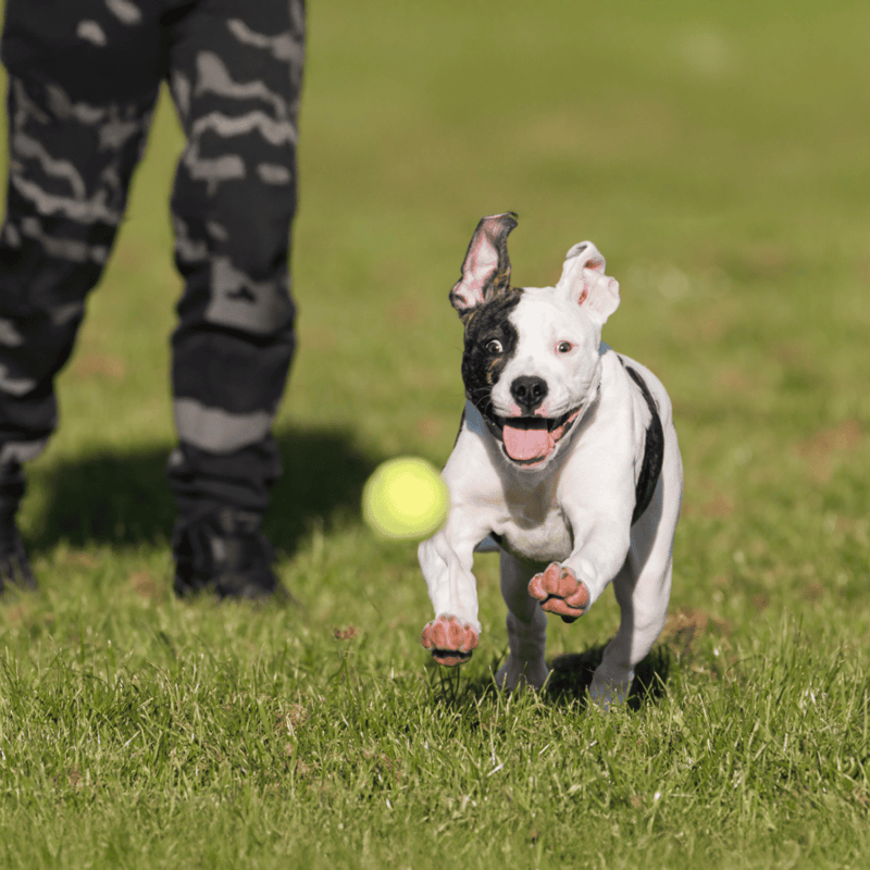 Happy dog playing fetch with tennis ball on grass.