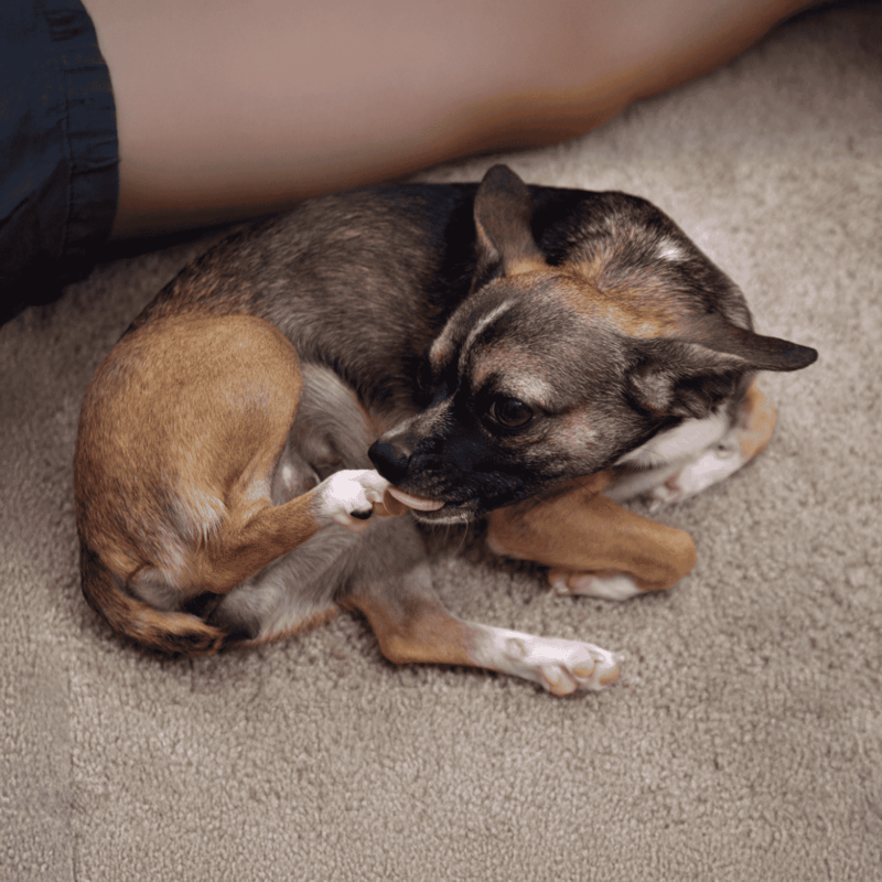 Alleviate stress with cute, cuddly puppy and kitten interaction. Perfect for pet lovers!.