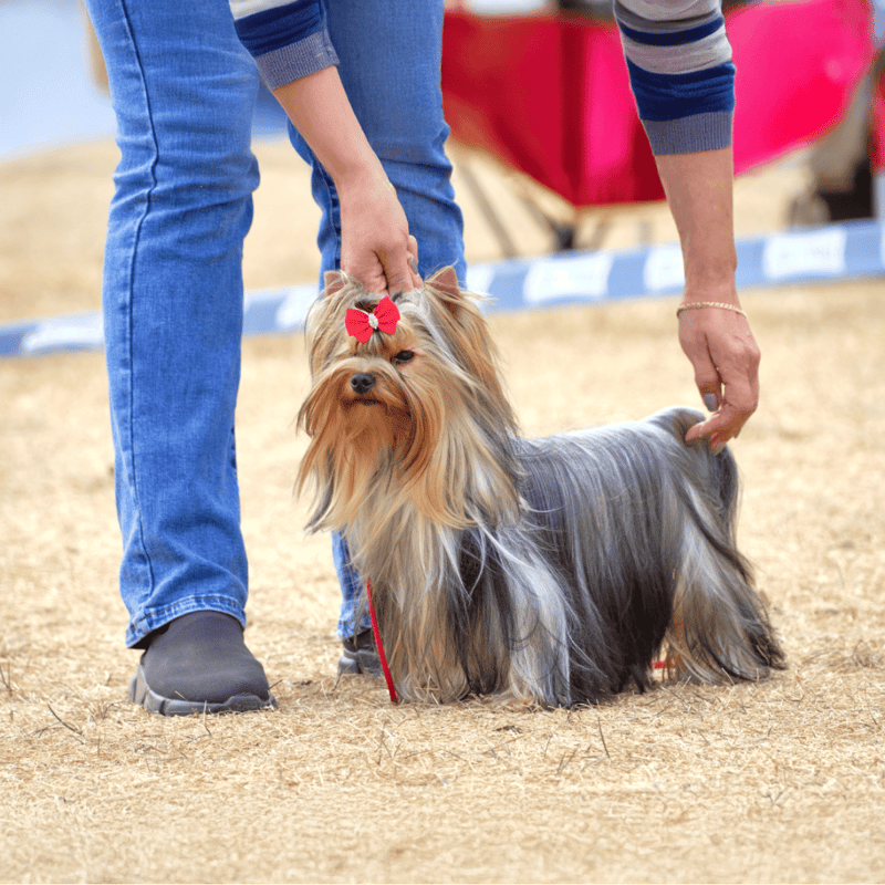 Miniature Yorkshire Terrier with red bow, being handled at dog grooming event.