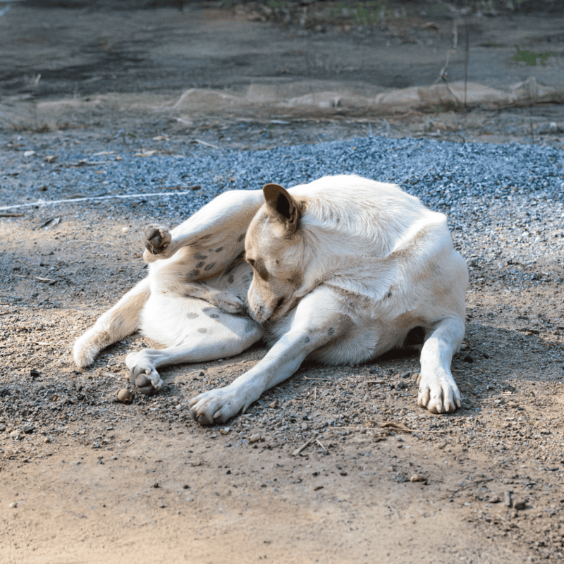 Adorable dog and puppy cuddling on dirt ground, emphasizing pet companionship and bond.