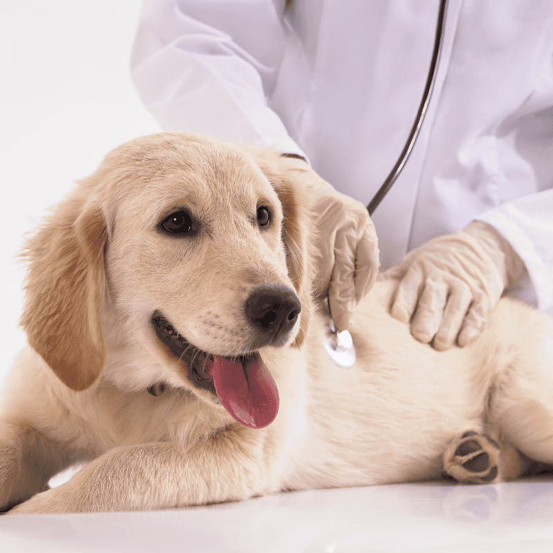 Dog receiving veterinary checkup for health monitoring and wellness.