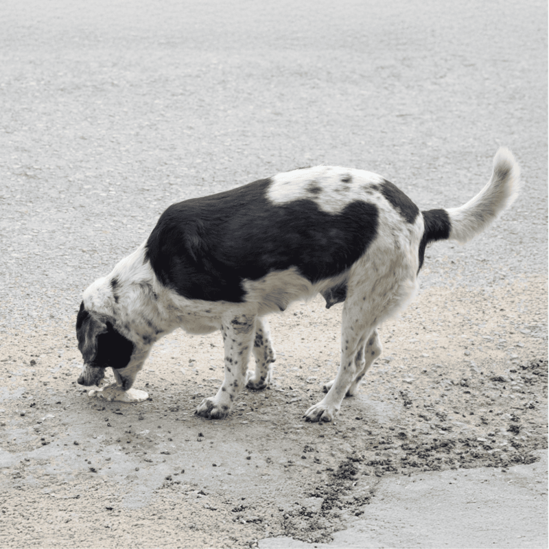 Adorable mixed breed dog exploring sandy beach environment.