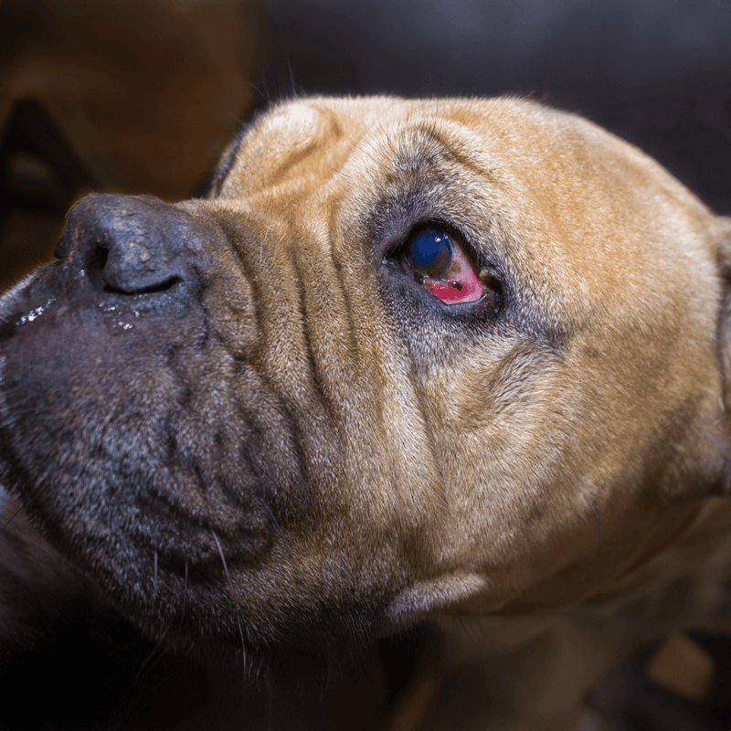 Close-up of a dog's eye showing redness and irritation needing veterinary care.