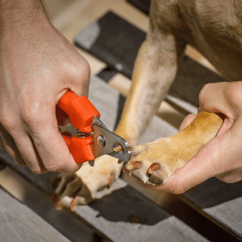 Close-up of trimming dog's nails with nail clippers for pet grooming.