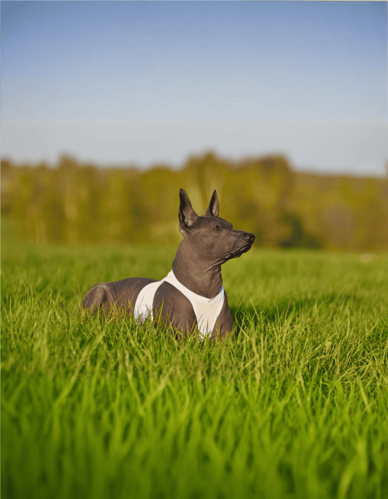 Dog relaxing outdoors on a sunny day, highlighting professional dog training and health services.
