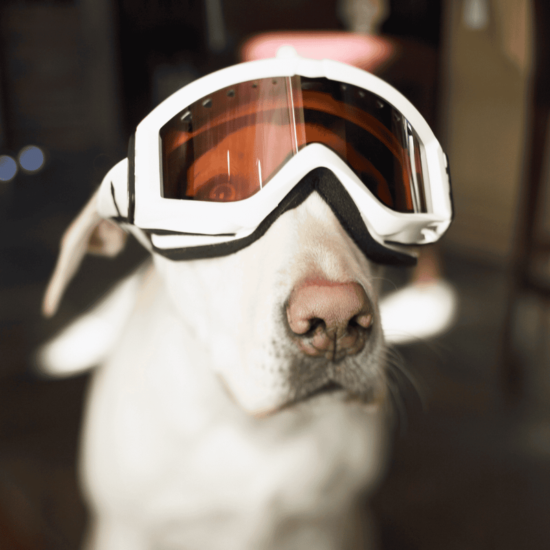 Dog with protective ski goggles for winter dog activities and outdoor adventures.